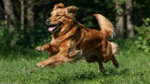 hund ohne leine erziehen