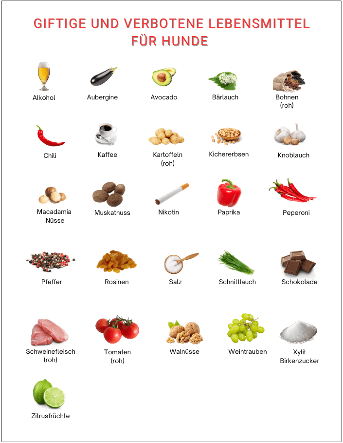 Giftige-und-verbotene-Lebensmittel-fuer-Hunde