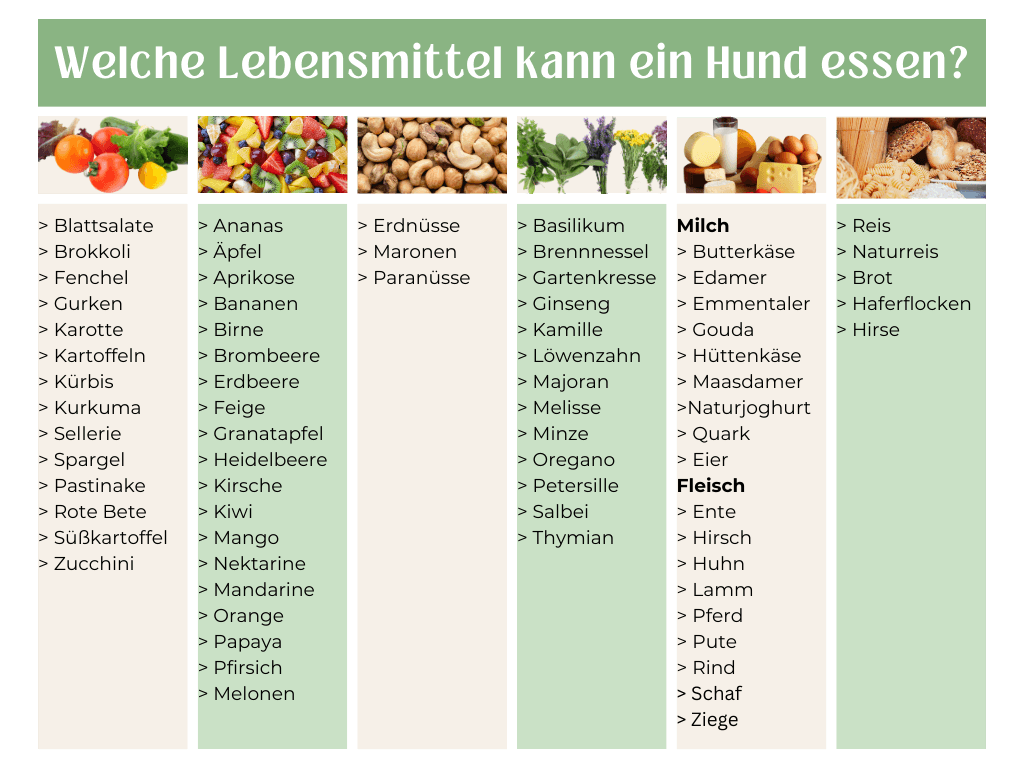 Welche-Lebensmittel-kann-ein-Hund-essen_opt